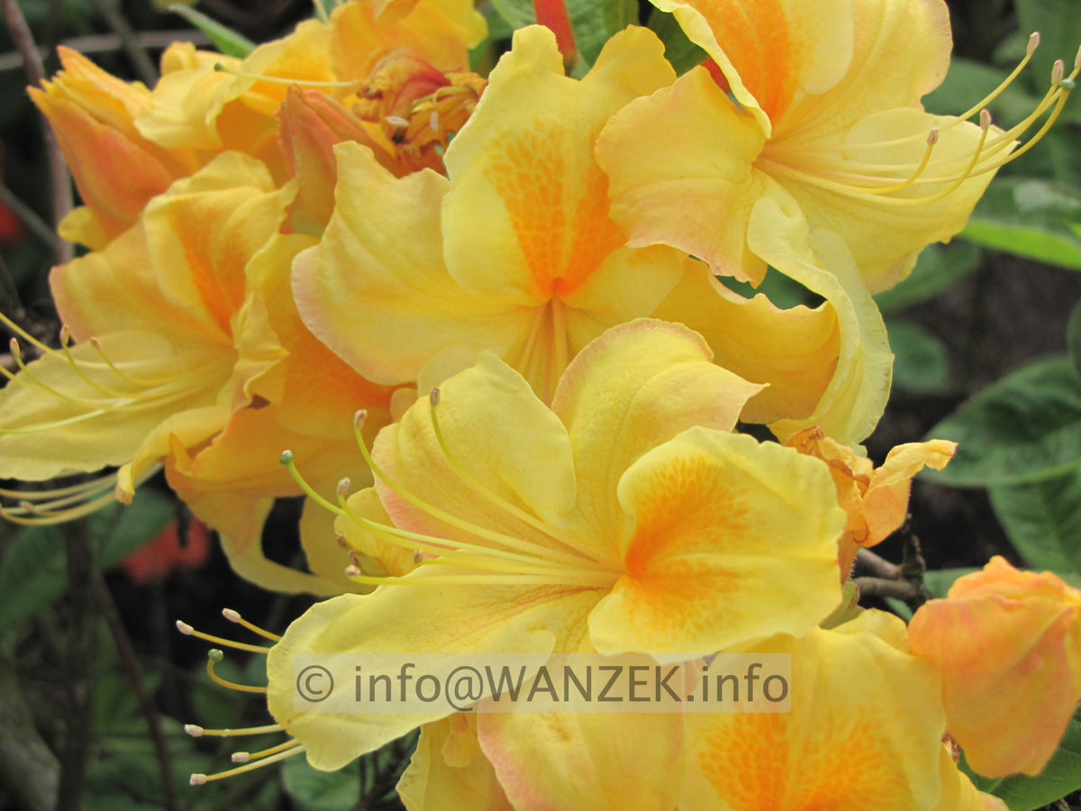 Azalea knaphill Golden Sunset - Macro best.JPG